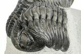 Pedinopariops Trilobite With Partial - Mrakib, Morocco #287719-3